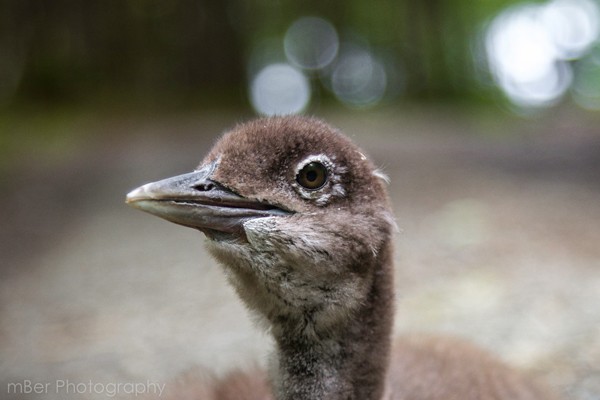 Geese at Quimby's in Vermont