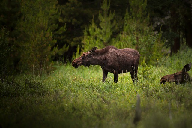 Wildlife Viewing at Quimby's in Vermont