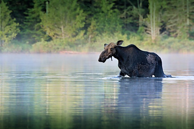 Moose in autumn in Vermont