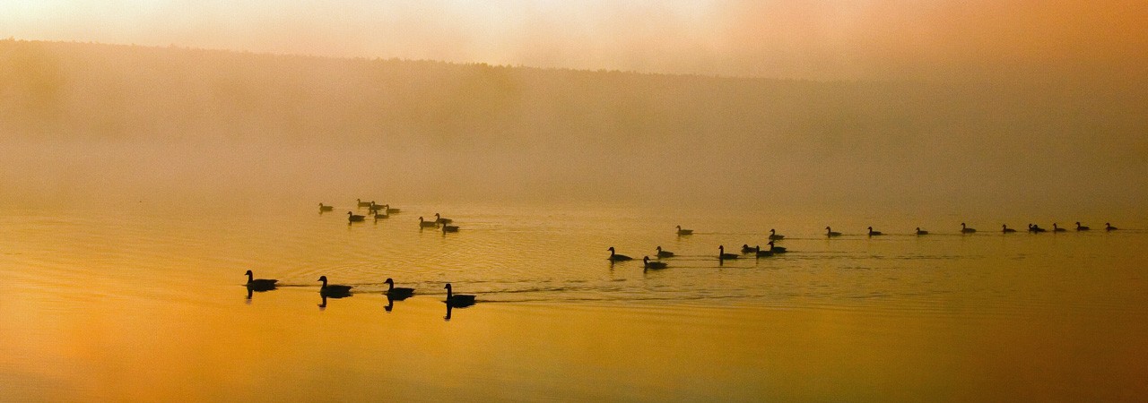 Geese on Forest Lake