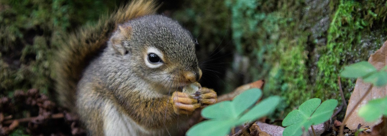 Vermont-Red-Squirrel