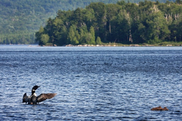 Loons at Quimby's in Vermont