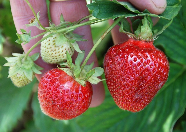 Strawberry Picking at Quimby's in Vermont