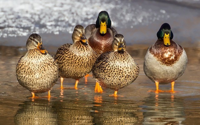 Mallards at Quimby's in Vermont