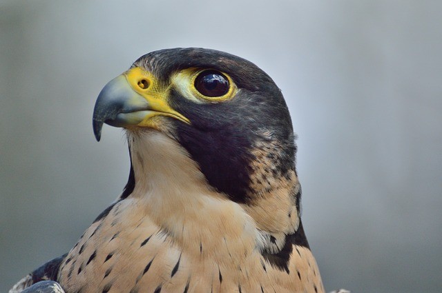 Peregrin Falcons at Quimby's in Vermont